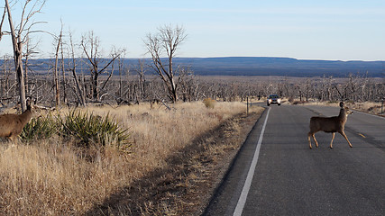 Image showing Red deer stag crossing a busy road