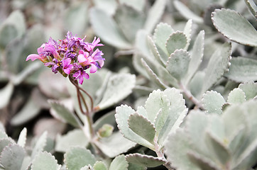 Image showing Cactus in botanic garden