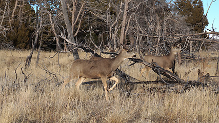 Image showing Whitetail deer doe standing in the woods.