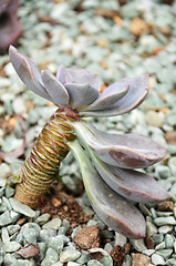 Image showing Cactus in botanic garden