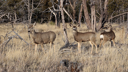 Image showing Whitetail deer doe standing in the woods.