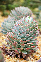 Image showing Cactus in botanic garden