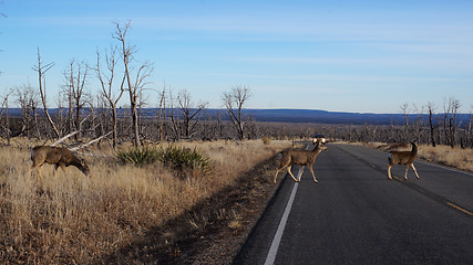 Image showing Red deer stag crossing a busy road