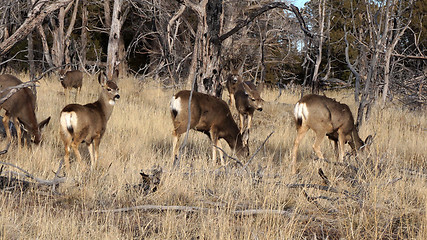 Image showing Whitetail deer doe standing in the woods.