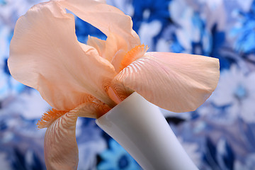 Image showing Beautiful petals of an orange flower on blue background