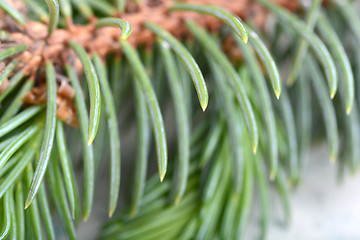 Image showing Close-up of a Christmas tree