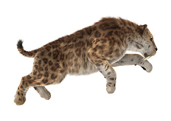 Image showing Big Cat Sabertooth