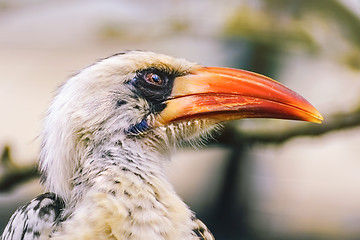 Image showing Red-Billed Hornbill