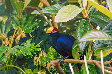 Image showing Violet Turaco