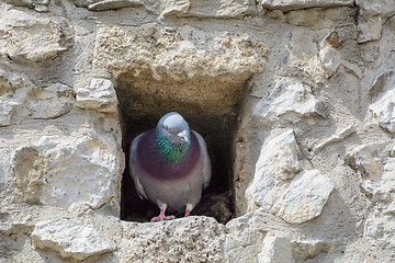 Image showing Pigeon 