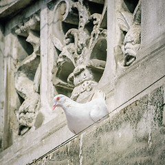 Image showing White Dove