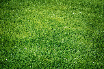 Image showing Green Grass