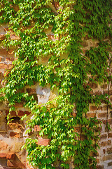 Image showing Brick Wall