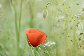 Image showing Poppy