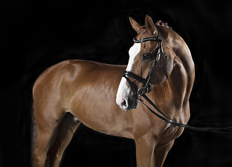 Image showing Oldenburg Horse Studio Black Background