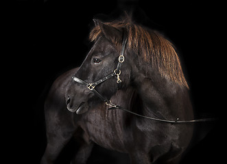Image showing black Icelandic Pony Studio