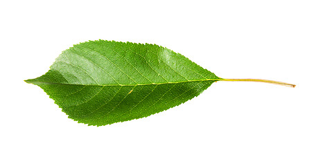 Image showing Single green leaf of cherry horizontally