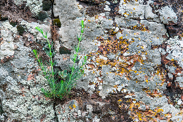 Image showing Background of red granite moss and grass