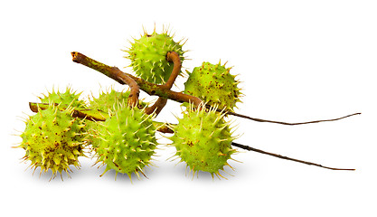 Image showing Several green chestnuts on branch