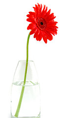 Image showing Red gerbera in a vase