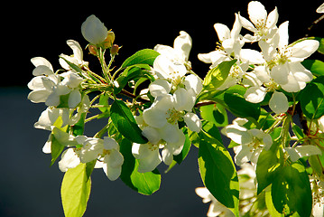 Image showing Apple blossom