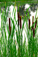 Image showing Cattails