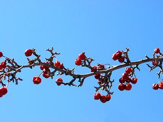 Image showing Crabapple tree branch