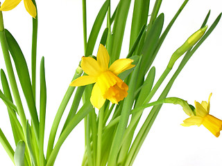 Image showing Daffodils on white