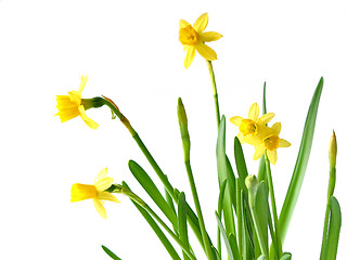 Image showing Daffodils on white