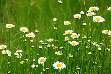 Image showing Wild daisies