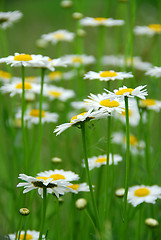 Image showing Summer daisies