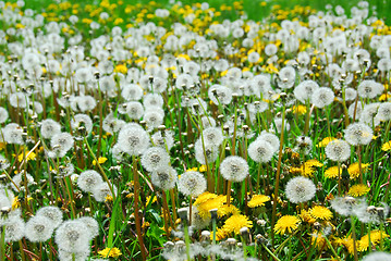 Image showing Field of dandelions