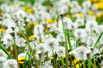 Image showing Seeding dandelions