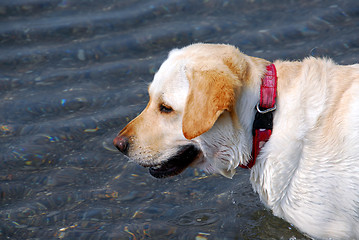 Image showing Yellow lab dog