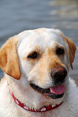 Image showing Yellow lab portrait