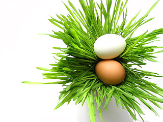 Image showing Easter eggs in grass on white