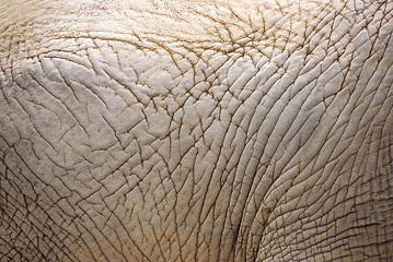 Image showing Elephant skin