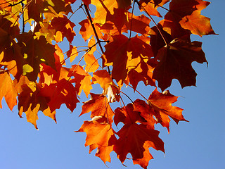 Image showing Fall Maple Leaves and Sky