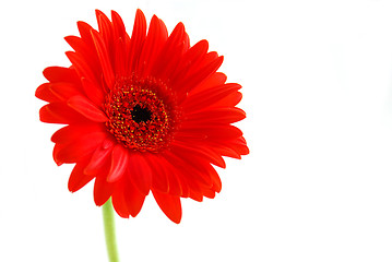 Image showing Red gerbera flower