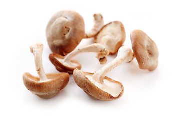 Image showing Shiitake mushrooms