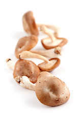 Image showing Shiitake mushrooms