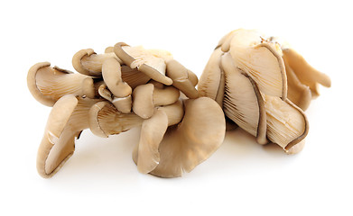 Image showing Oyster mushrooms