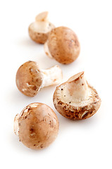Image showing Brown mushrooms