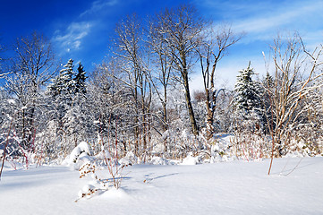 Image showing Winter forest