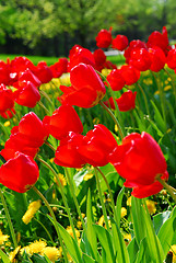 Image showing Red spring tulips