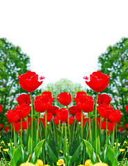 Image showing Red spring tulips