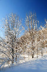 Image showing Winter forest