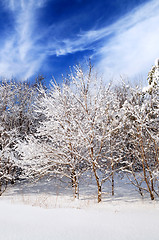 Image showing Winter forest