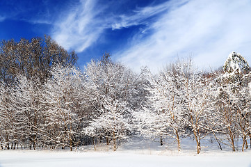 Image showing Winter forest