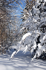 Image showing Winter forest